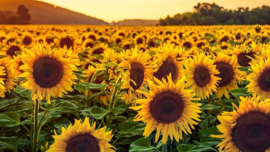 Girasol