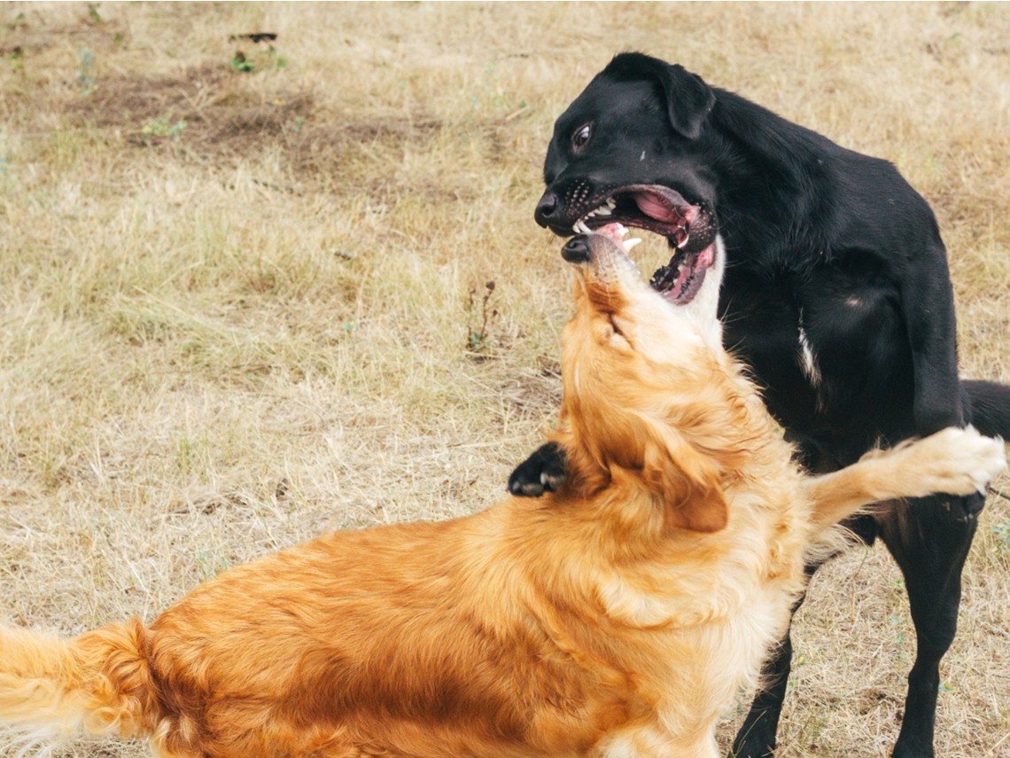 perros-juego-sano