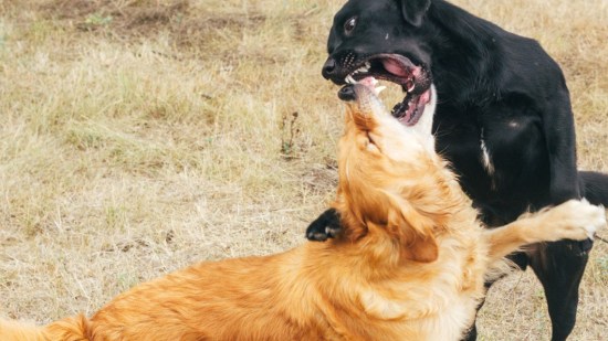 perros-juego-sano