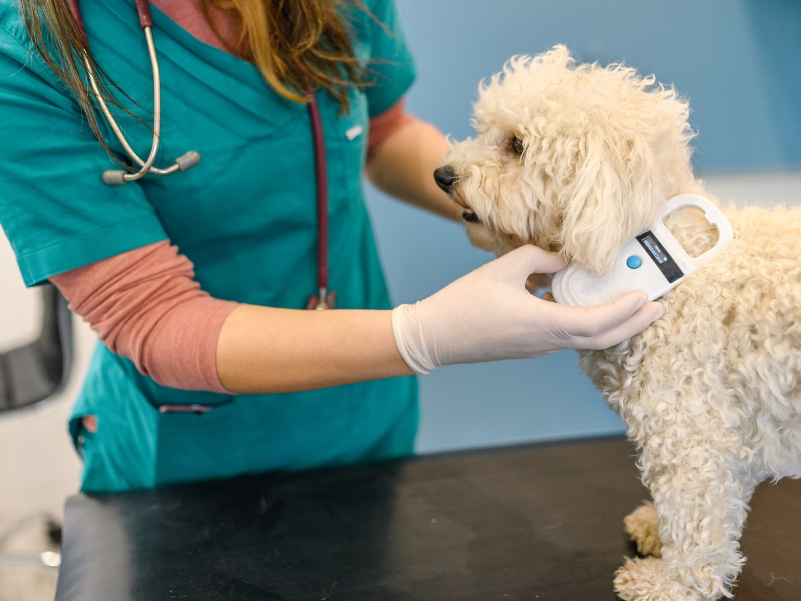Problemas del microchip ¿es seguro para mi perro?