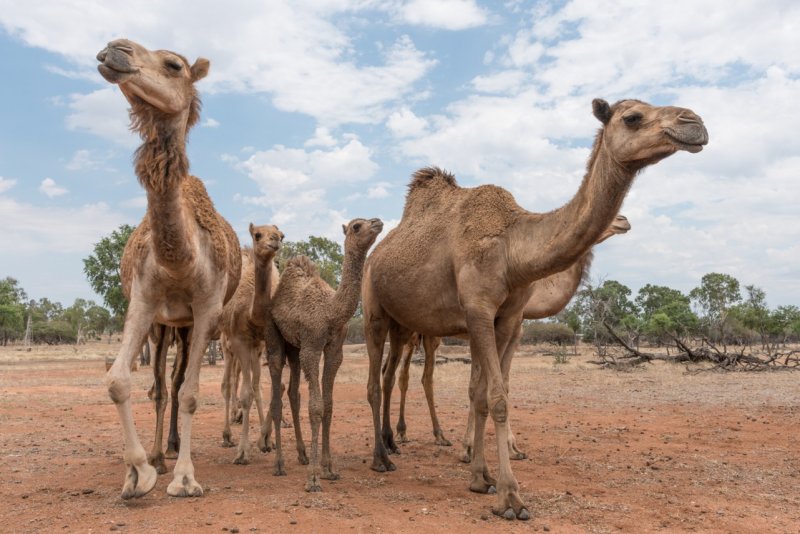camellos-gigantes