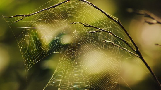 Telaraña