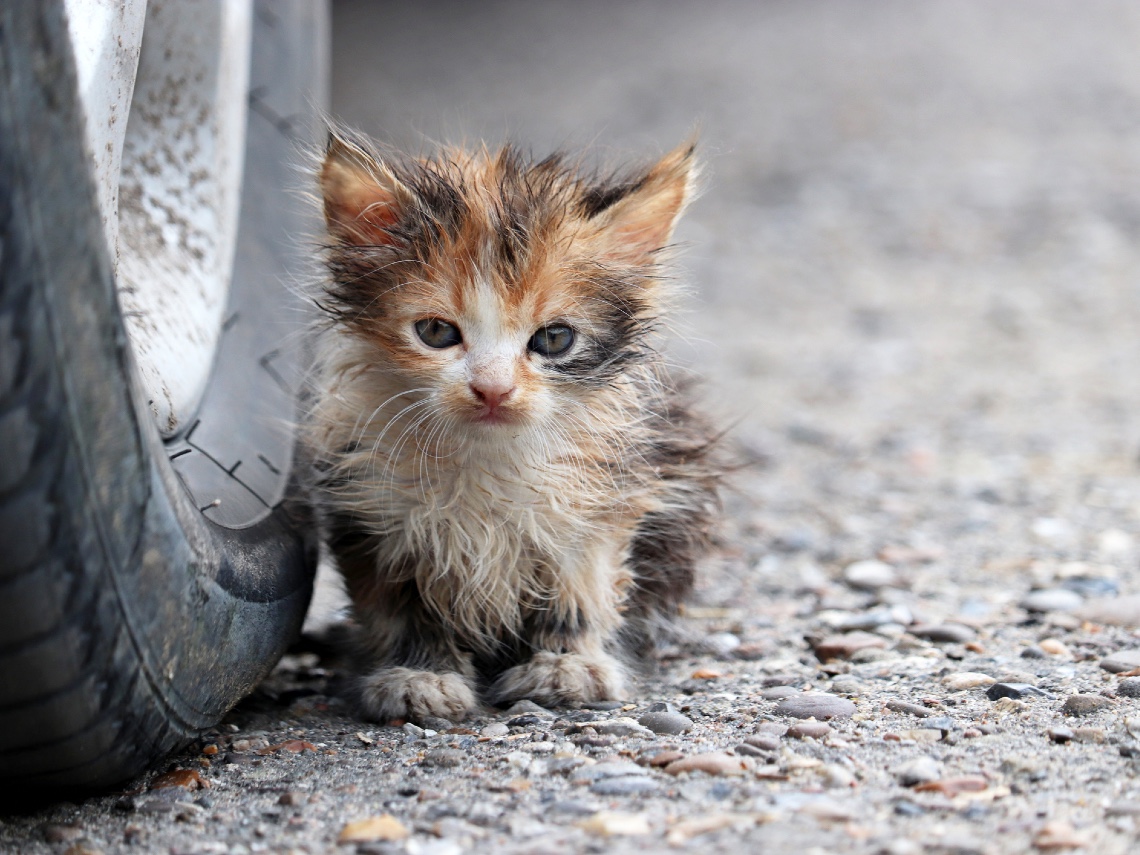 Qué hacer si encuentro un gatito en la calle