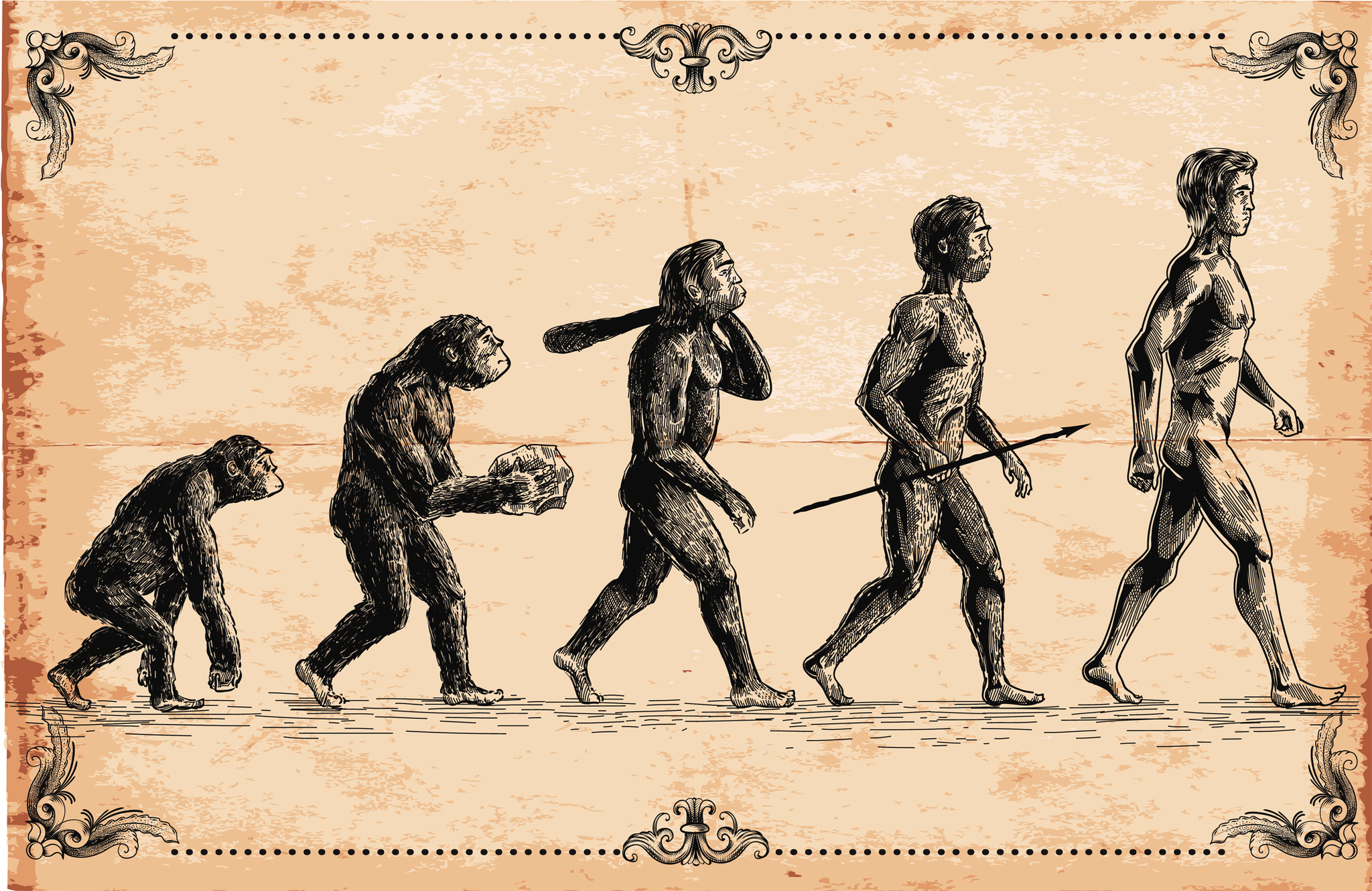 Evolución humana