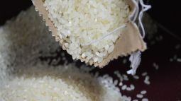 El arroz como dieta para mascotas enfermas