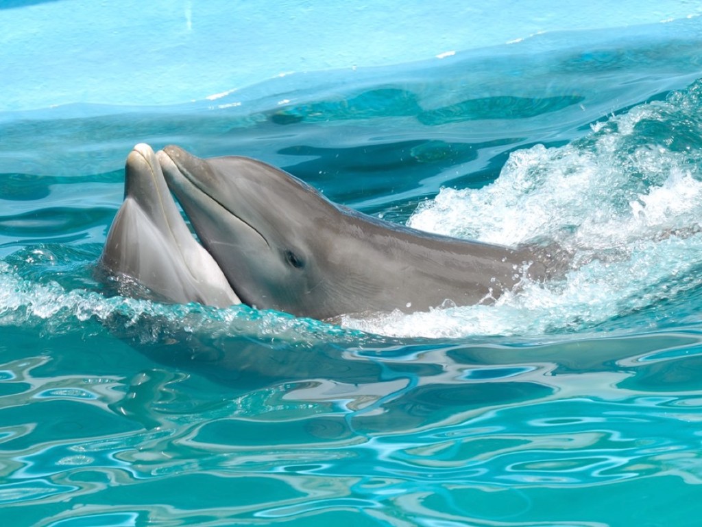 animales que se besan