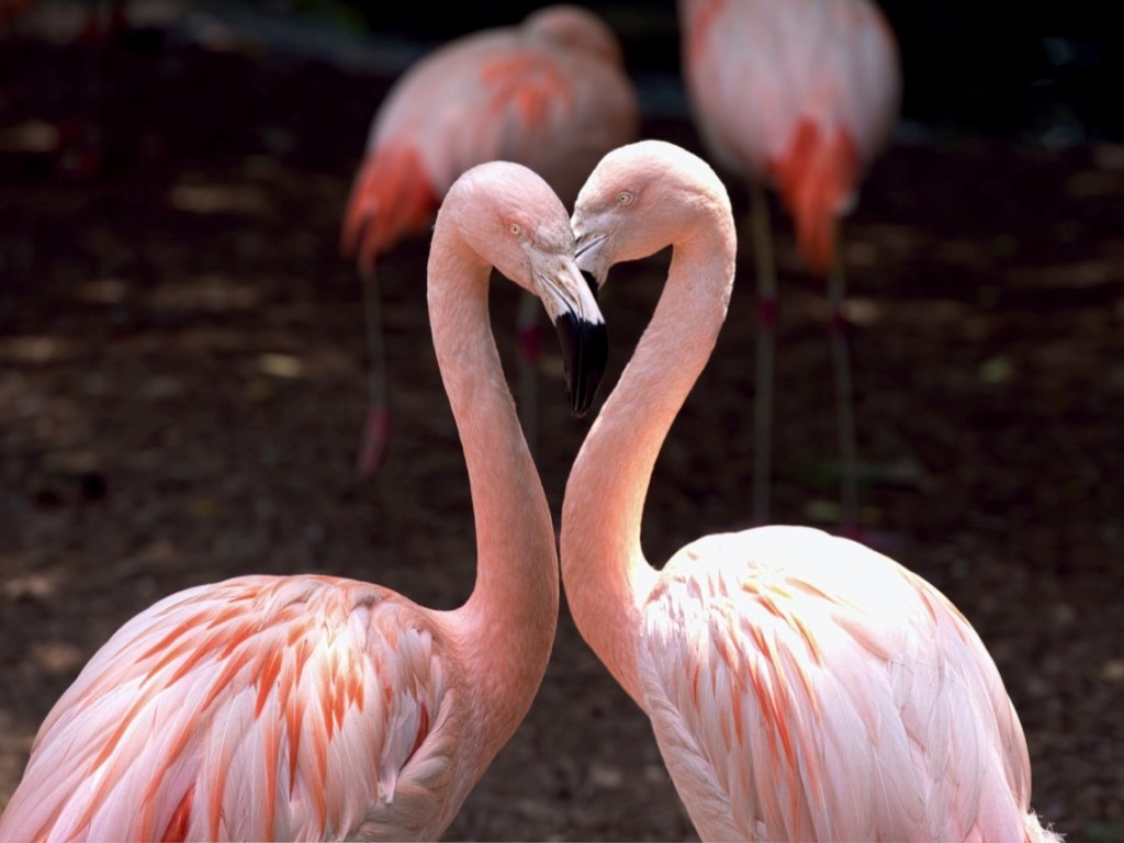 animales que se besan