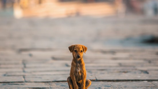 5 acciones con las que puedes ayudar a los animales de la calle