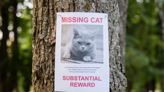 ¿Qué hacer si se pierde mi gato?