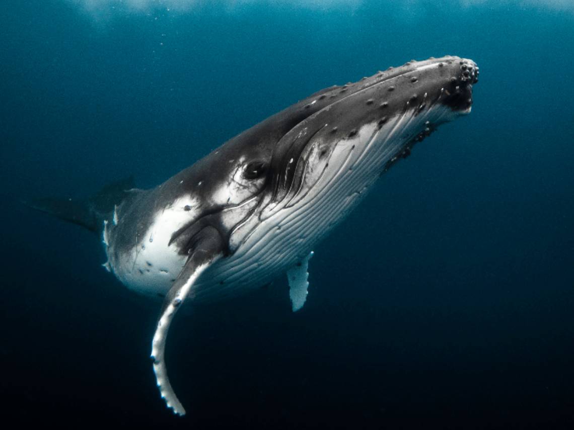 Ballena