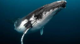 Ballena