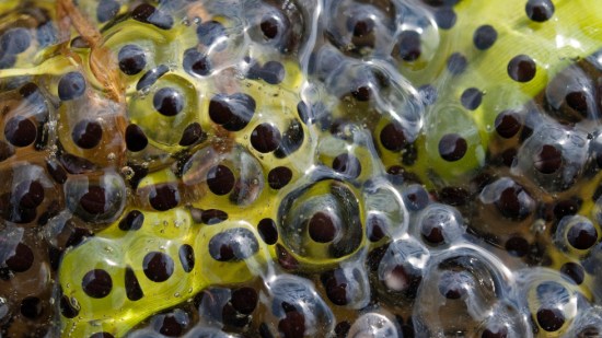 Starjelly, la misteriosa gelatina que no vino del cielo