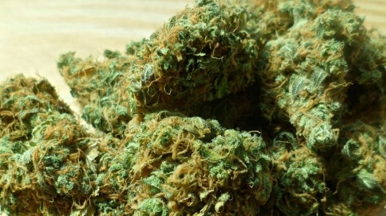 Cannabis