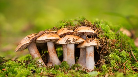 hongos