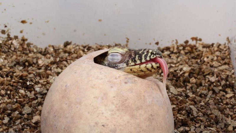 bebe-komodo