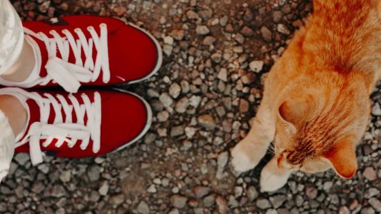 Gato y zapatillas