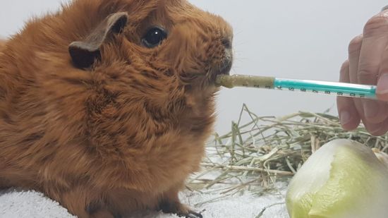 Cobaya