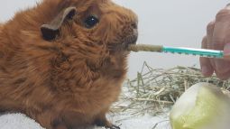 Cobaya