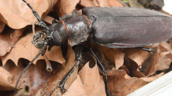 Escarabajo titán