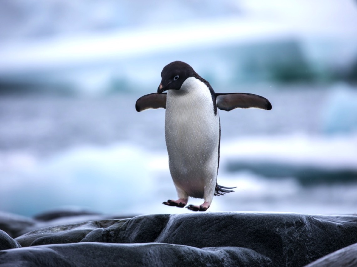 Pingüinos