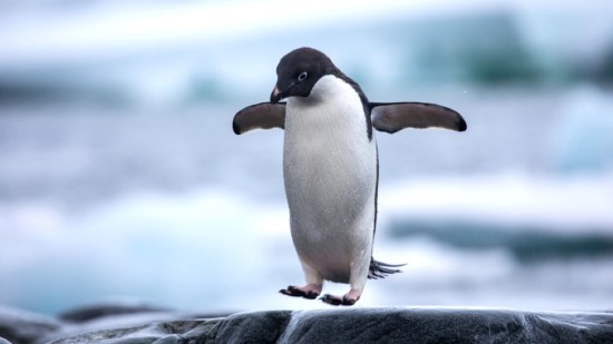 Pingüinos