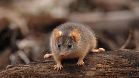 Antechinus