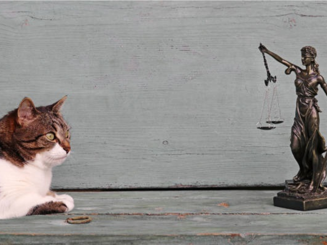 Un gato y la estatua de la justicia