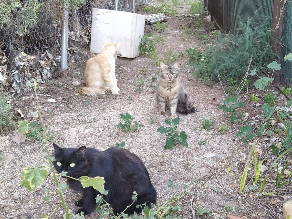 Gatos callejeros