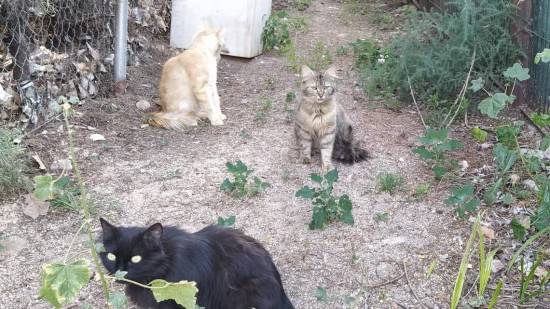 Gatos callejeros