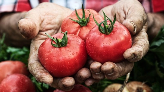 tomates-cancer