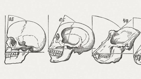 Evolución de los cráneos humanos. Ilustración