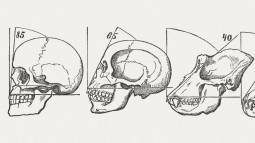 Evolución de los cráneos humanos. Ilustración