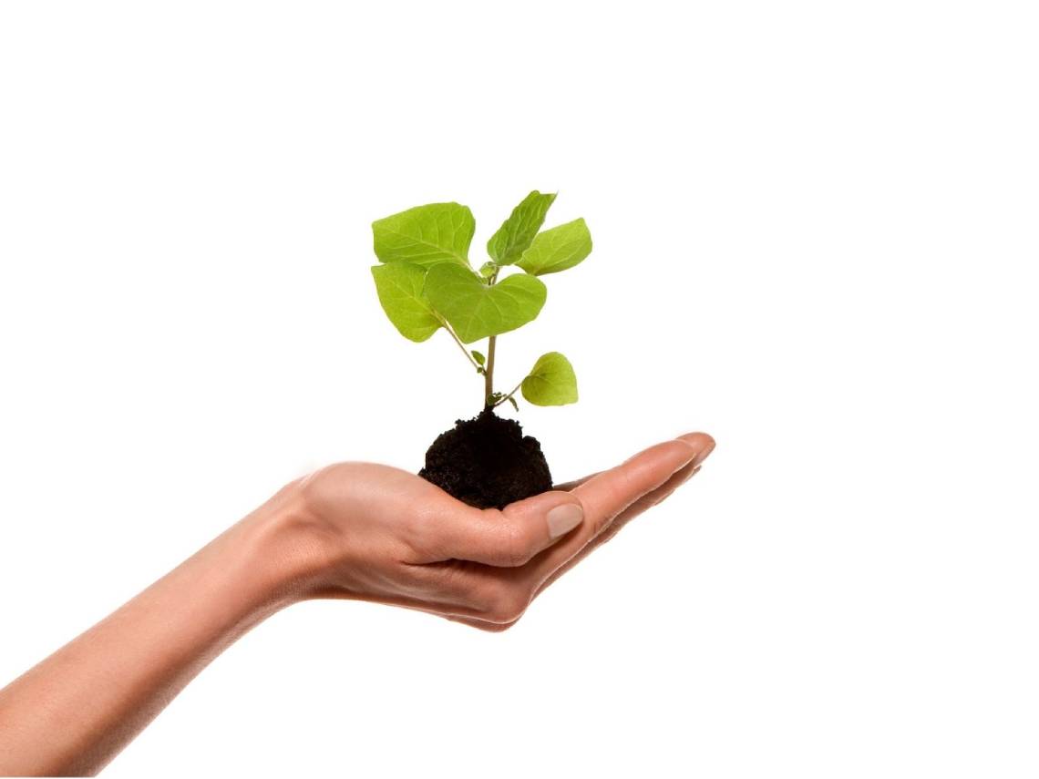 Planta en la mano