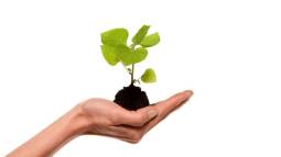 Planta en la mano