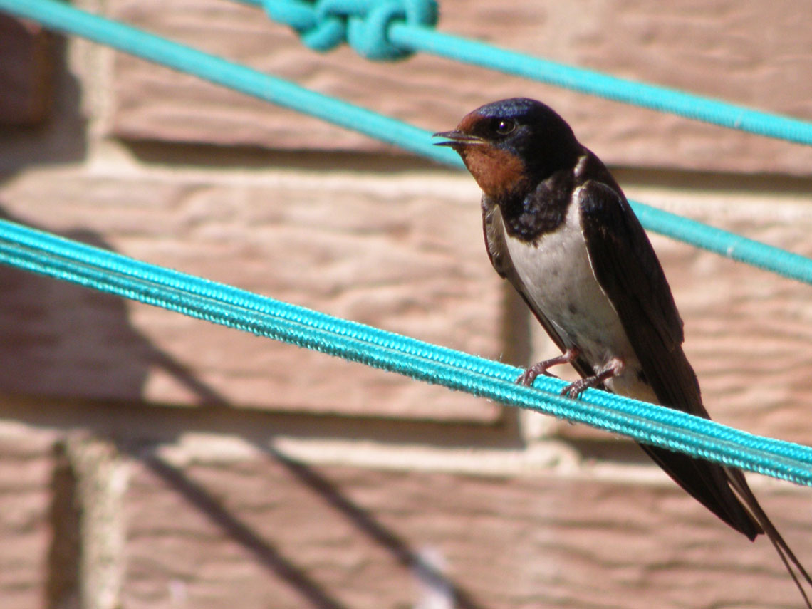 golondrina común