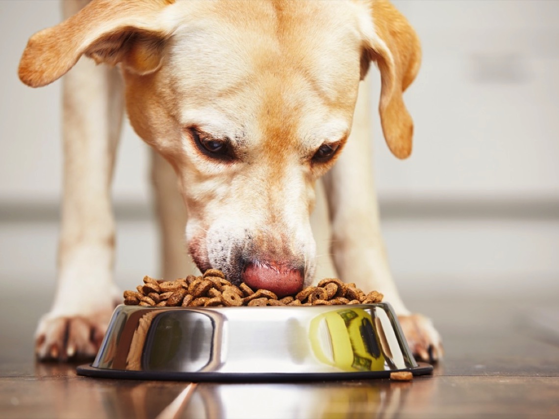 Perro comiendo pienso de su comedero