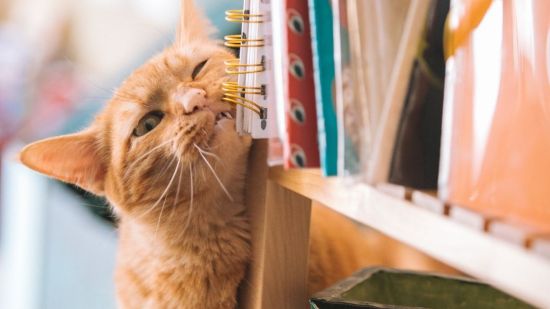 Gato restregándose