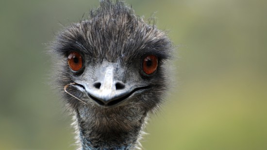 guerra-emu