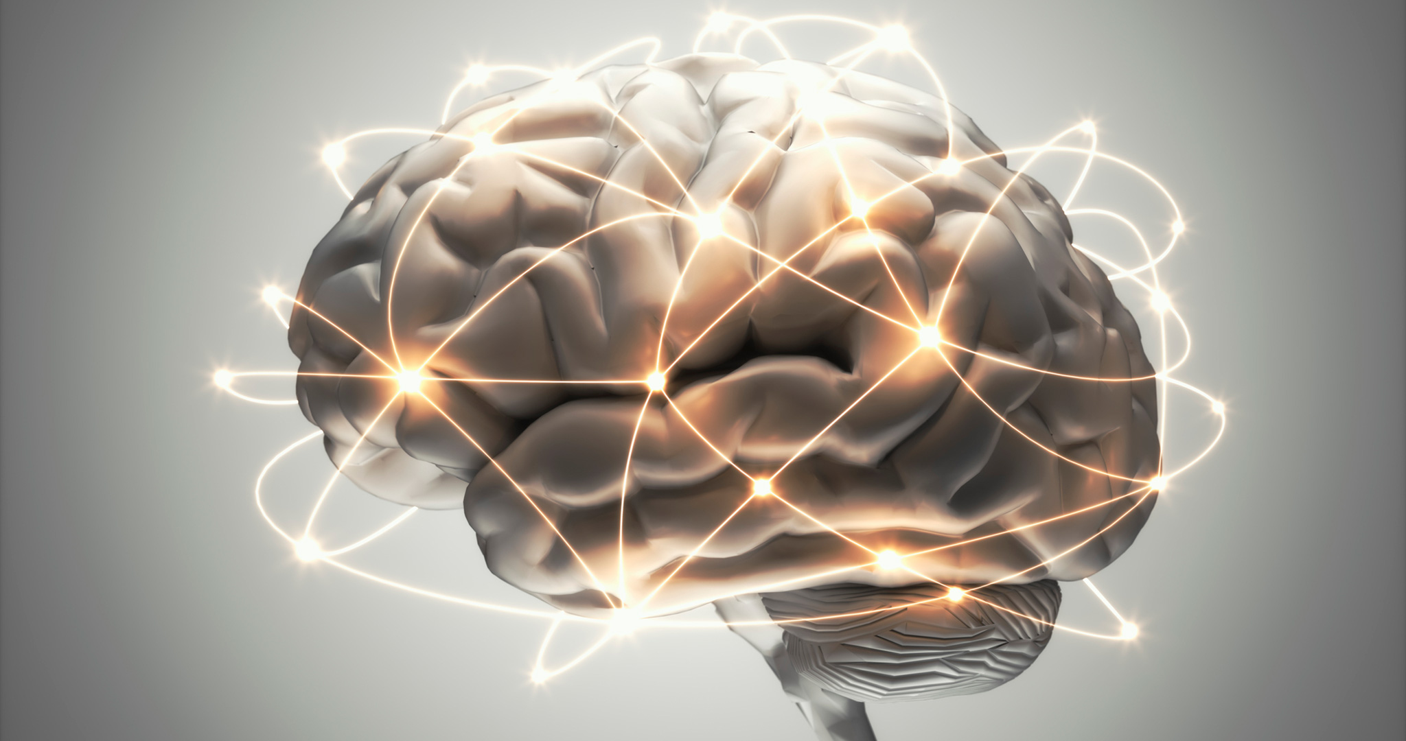 Cerebro humano
