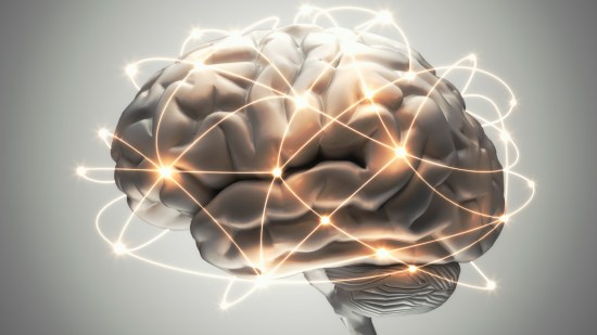 Cerebro humano