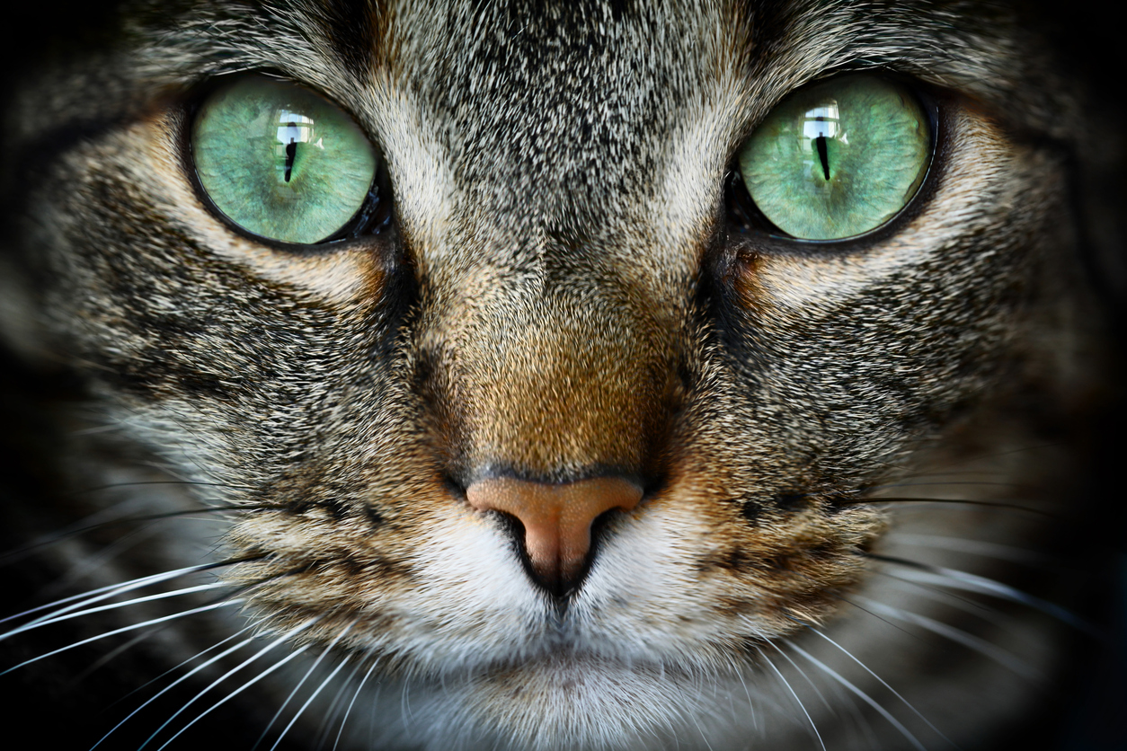 gato
