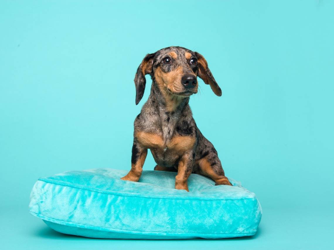 Perro restregándose en un cojín