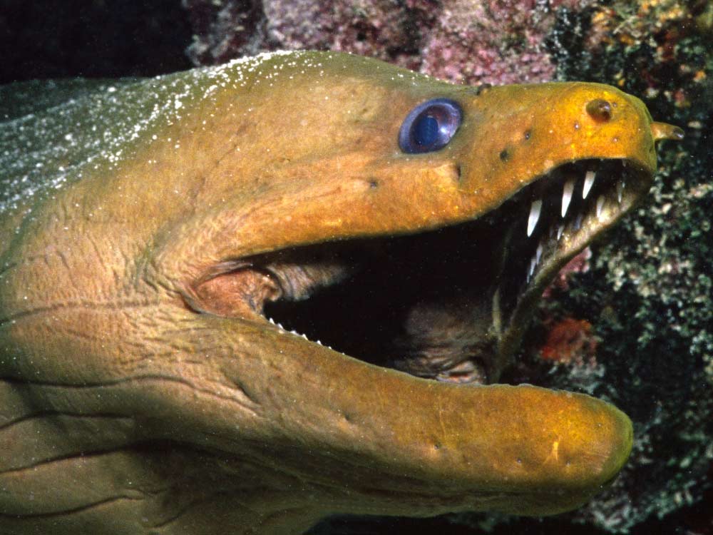 extinciones