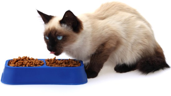 El cambio de alimento en gatos
