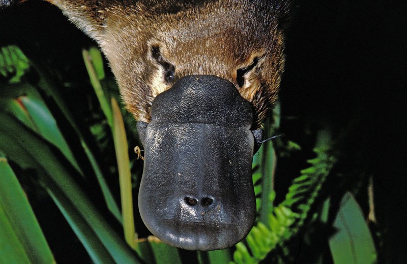 ornitorrinco