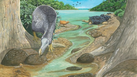 Dodo