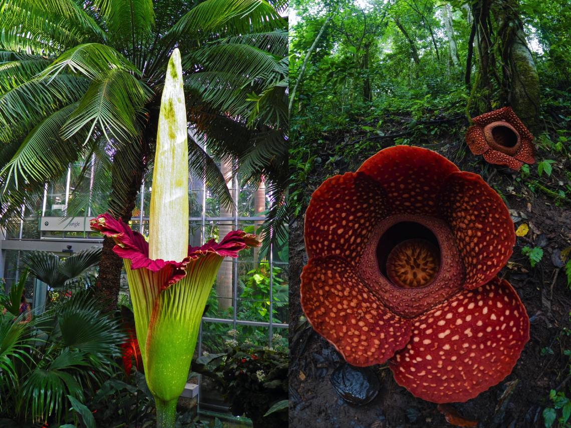 Amorphophalus titanum y Rafflesia arnoldii