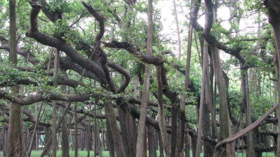 baniano
