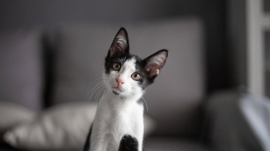 Gato blanco y negro