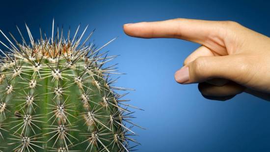 Pinchándose con un cactus